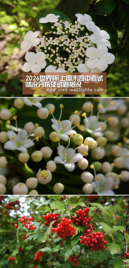 2026世界杯|上周末四中考试情况分析及试题概况(图1) 2026世界杯